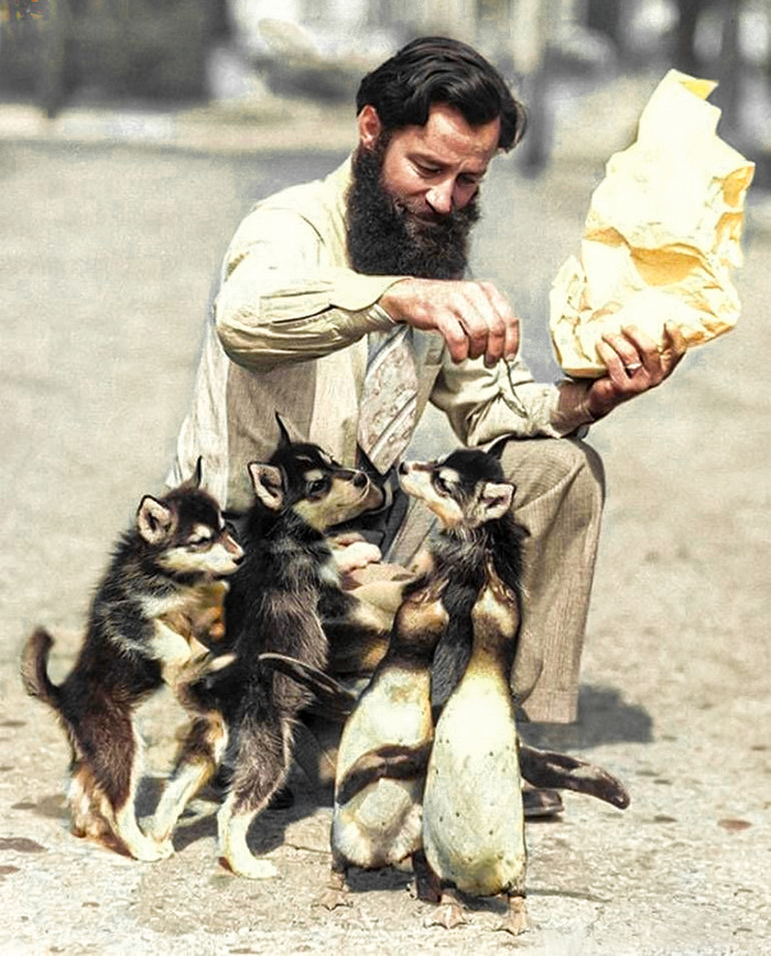 Удивительные и забавные фотографии с животными. Подборка 20 раскрашенных фотографий из ХХ века. Часть II Фотография, Старое фото, Животные, Колоризация, 20 век, Историческое фото, Длиннопост