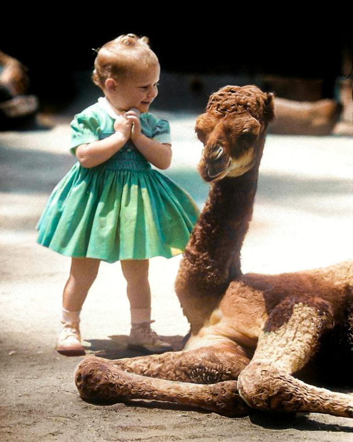 Удивительные и забавные фотографии с животными. Подборка 20 раскрашенных фотографий из ХХ века. Часть II Фотография, Старое фото, Животные, Колоризация, 20 век, Историческое фото, Длиннопост