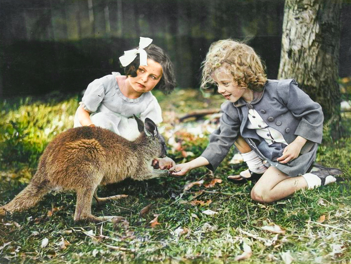 Удивительные и забавные фотографии с животными. Подборка 20 раскрашенных фотографий из ХХ века. Часть II Фотография, Старое фото, Животные, Колоризация, 20 век, Историческое фото, Длиннопост