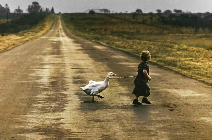 Удивительные и забавные фотографии с животными. Подборка 20 раскрашенных фотографий из ХХ века. Часть II Фотография, Старое фото, Животные, Колоризация, 20 век, Историческое фото, Длиннопост
