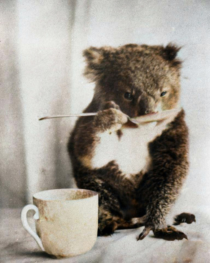 Удивительные и забавные фотографии с животными. Подборка 20 раскрашенных фотографий из ХХ века. Часть II Фотография, Старое фото, Животные, Колоризация, 20 век, Историческое фото, Длиннопост