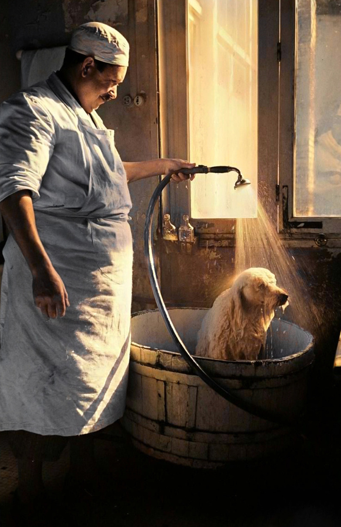 Удивительные и забавные фотографии с животными. Подборка 20 раскрашенных фотографий из ХХ века. Часть II Фотография, Старое фото, Животные, Колоризация, 20 век, Историческое фото, Длиннопост