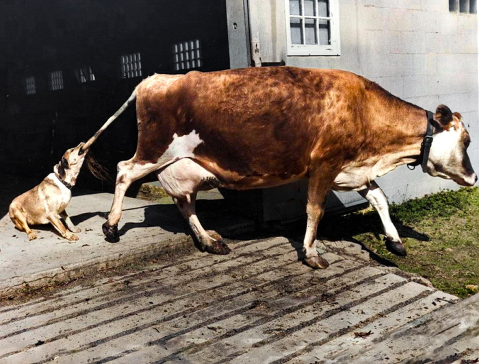 Удивительные и забавные фотографии с животными. Подборка 20 раскрашенных фотографий из ХХ века. Часть II Фотография, Старое фото, Животные, Колоризация, 20 век, Историческое фото, Длиннопост