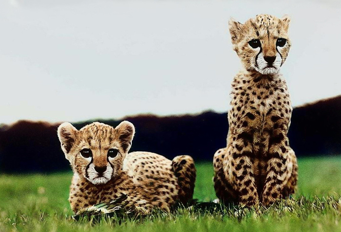 Удивительные и забавные фотографии с животными. Подборка 20 раскрашенных фотографий из ХХ века. Часть II Фотография, Старое фото, Животные, Колоризация, 20 век, Историческое фото, Длиннопост