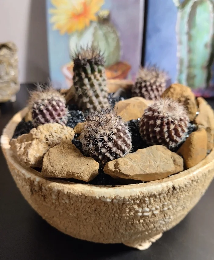 Cactus composition - My, Plants, Houseplants, Hobby, Cactus, Succulents, Longpost