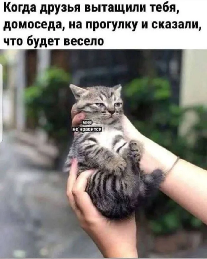 Friends of an introvert - Psychology, Психолог, Internal dialogue, Psychotherapy, cat, Humor, Memes, Friends, Picture with text, Indignation, Telegram (link), Homebody, Hardened