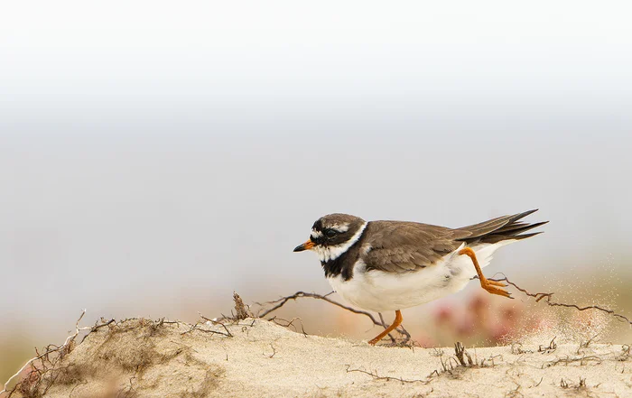 Tie makers - My, Ornithology League, Birds, Photo hunting, Yamal