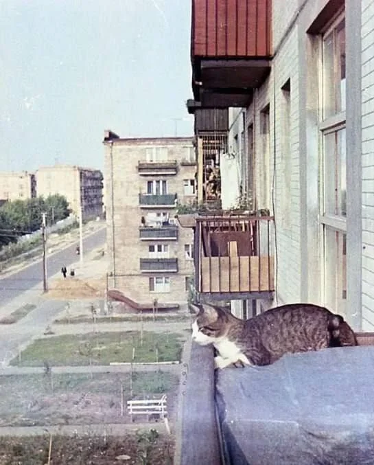 Housewarming - the USSR, Made in USSR, Childhood in the USSR, Youth, Youth, cat, Khrushchev, 60th, The photo, Old photo, Telegram (link)