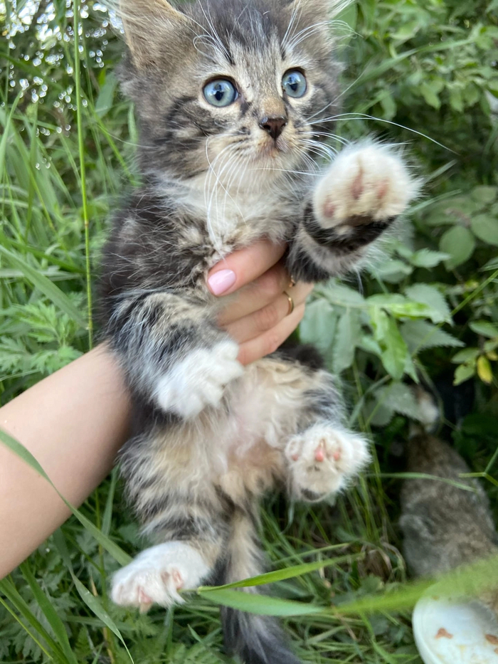 Greetings from home from the kitten Piratik. I found him in a box in a field in the summer. Many thanks to Pikabu users Konstantin and Natalia for the new home - My, Tosno, Animal Rescue, cat, Found a home, Helping animals, Pick-up headphones, Saint Petersburg, Video, Vertical video, Longpost