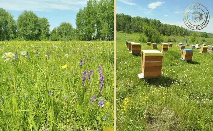 WITHOUT CHEMICALS, WITH LOVE! Or why is our apiary considered an organic apiary? - Healthy lifestyle, Nutrition, Health, Apitherapy, Beekeeping, Telegram (link), Longpost, Apiary