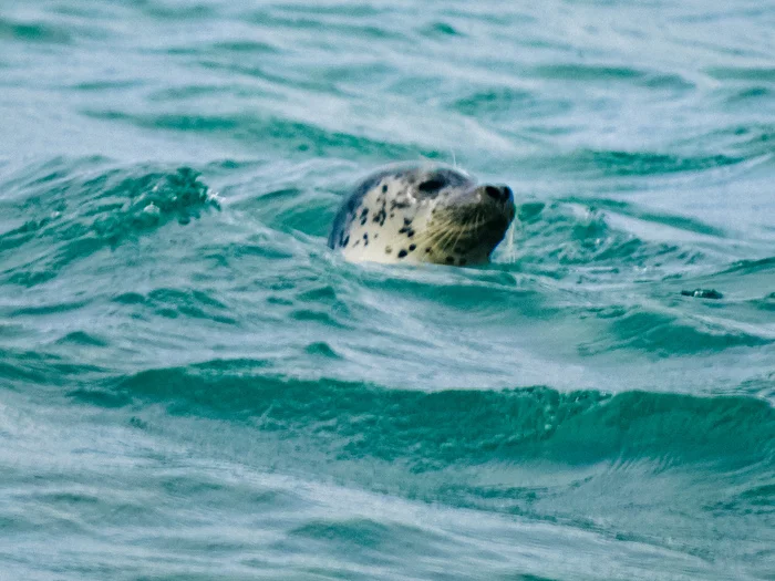 Larga. Far Eastern seal - My, Seal, Nature, Seal, Animals, Дальний Восток, Biology, The photo, Longpost, The nature of Russia, In the animal world