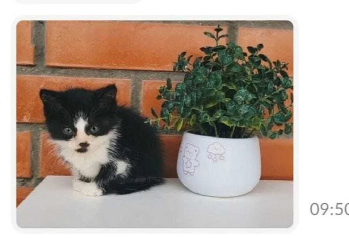 Как мы с Алёнкой котами разжились - Моё, Кот, Котята, В добрые руки, Доброта, Донецк, Спецоперация, Семья, Волонтерство, Длиннопост, Нашел дом