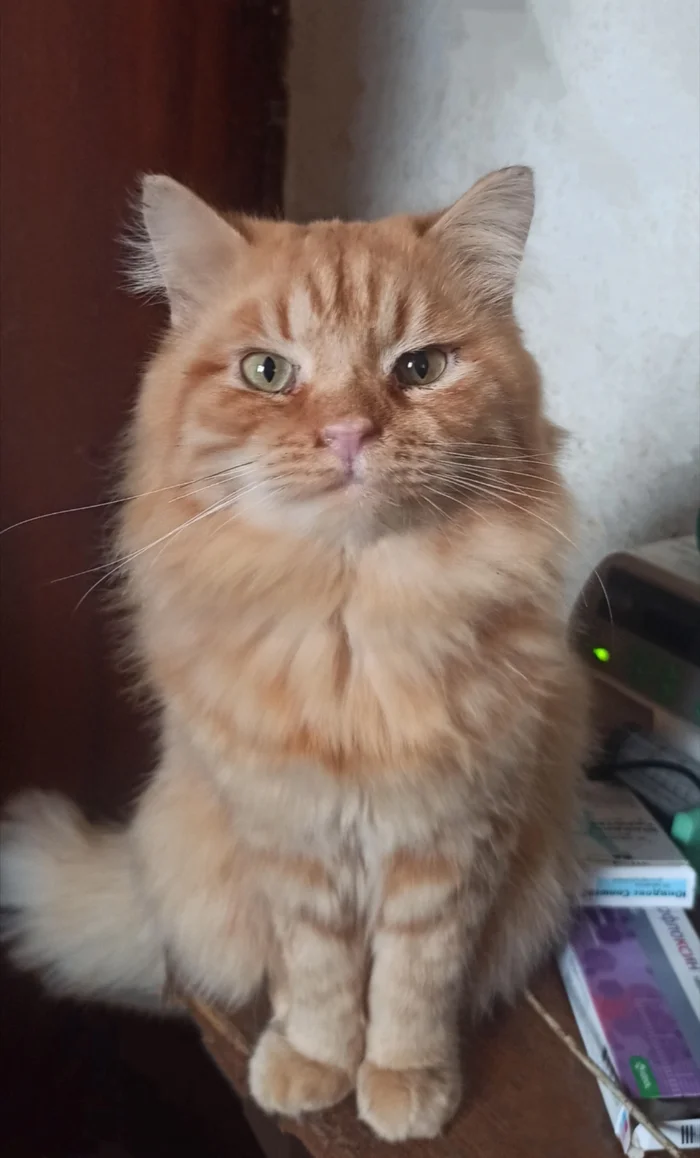 Yasha is waiting for food, love and affection - My, cat, Overexposure, Shelter, Homeless animals, Animal Rescue, No rating, Pet the cat, Telegram (link), Fluffy, Volunteering, Cat lovers, Helping animals, Charity, In good hands