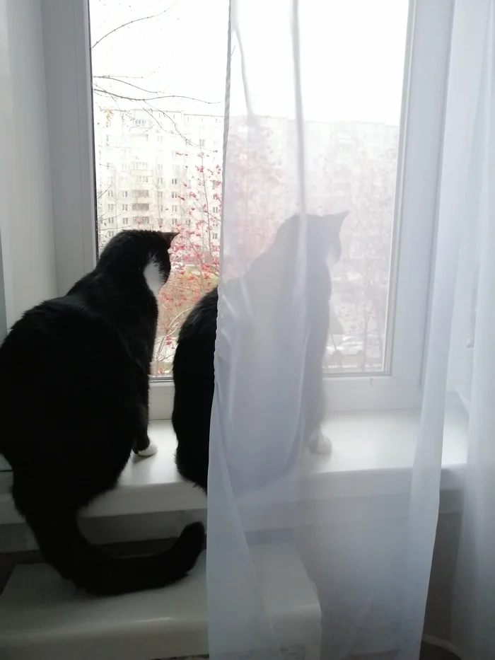 Как мы с Алёнкой котами разжились - Моё, Кот, Котята, В добрые руки, Доброта, Донецк, Спецоперация, Семья, Волонтерство, Длиннопост, Нашел дом