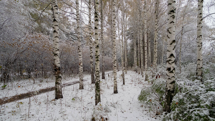 Фотография - <!--noindex--><a href="https://pikabu.ru/story/poluzimniy_dendropark_novosibirsk_12045982?u=http%3A%2F%2Fwww.openmainphoto.ru&t=www.openmainphoto.ru&h=267babbd610108e788db871f33e028ac21fb4c58" title="http://www.openmainphoto.ru" target="_blank" rel="nofollow noopener">www.openmainphoto.ru</a><!--/noindex-->