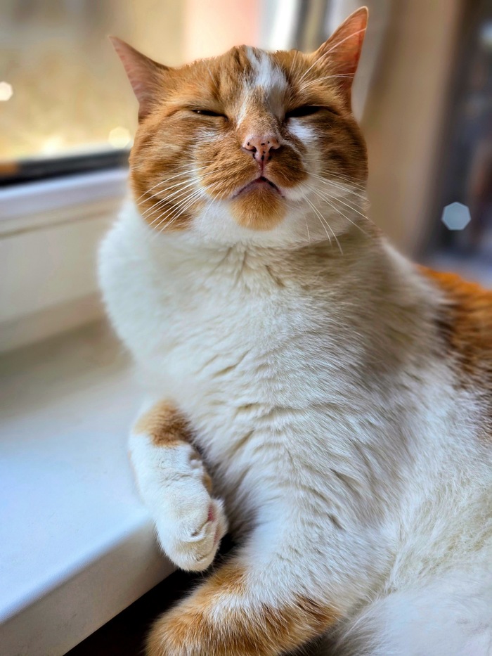 Дон Котлеоне