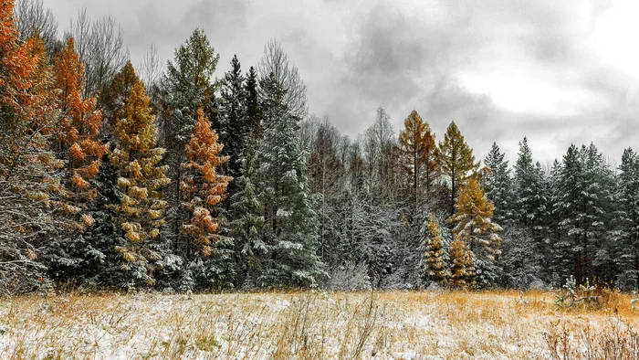 Almost winter photo 5.0 - My, The photo, Canon, Autumn, Nature, Landscape, Forest, Snow, Middle Ural, Beautiful view, Beginning photographer