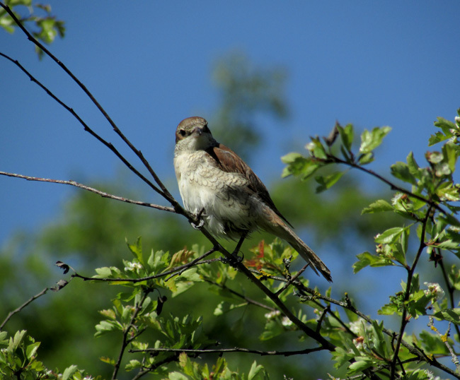 About the red-backed shrike Zhulya - My, The rescue, Birds, Bird watching, Longpost, Zhulan Sorokoput