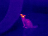 Sable Archie - My, Sable, Thermal imager, Pets, Longpost