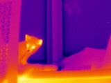 Sable Archie - My, Sable, Thermal imager, Pets, Longpost