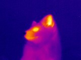 Sable Archie - My, Sable, Thermal imager, Pets, Longpost