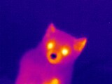 Sable Archie - My, Sable, Thermal imager, Pets, Longpost