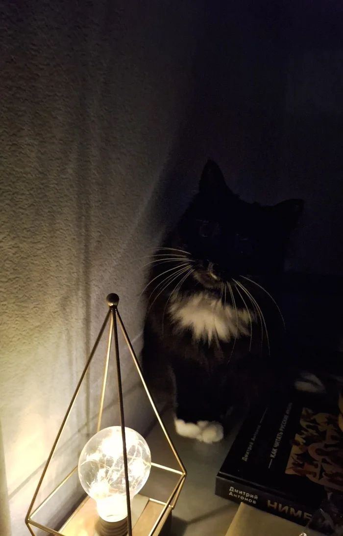 Personal cat lamp - My, cat, Cosiness