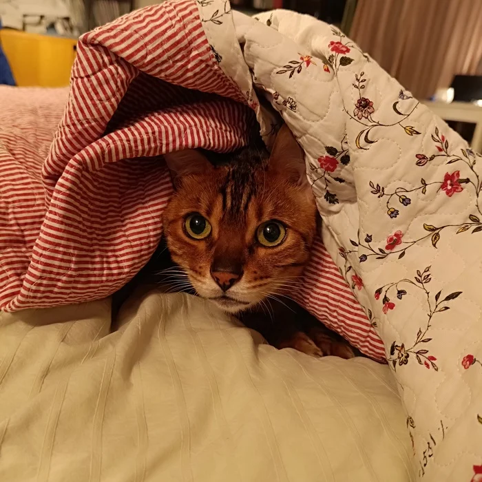 Excuse me, but spring hasn't come yet? - My, Life stories, House, cat, Bengal cat