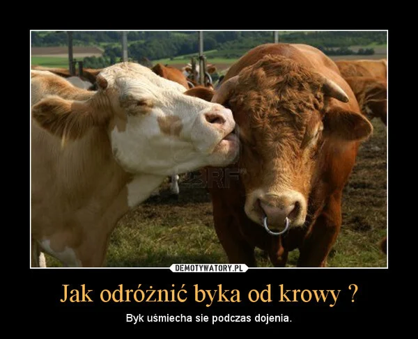 There is no such thing in the world that a Pole could not compare to a bull. - Village, Emigration, Poland, Polish language, Mat, Longpost