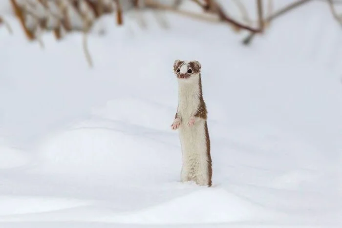 Top 5 Red Book Predators That Can Be Found in Moscow in Winter - Cunyi, Animals, Red Book, Predatory animals, Nature, Moscow, Longpost