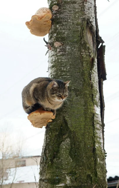 The cat sits on mushrooms - The photo, cat, Mushrooms, Tree