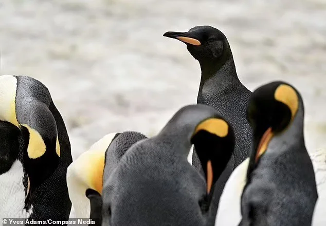 Black penguin - Emperor penguins, Penguins, flightless birds, Birds, The photo, Melanism, wildlife, Atlantic Ocean, South Georgia, Wild animals, Rarity, Telegram (link), Longpost