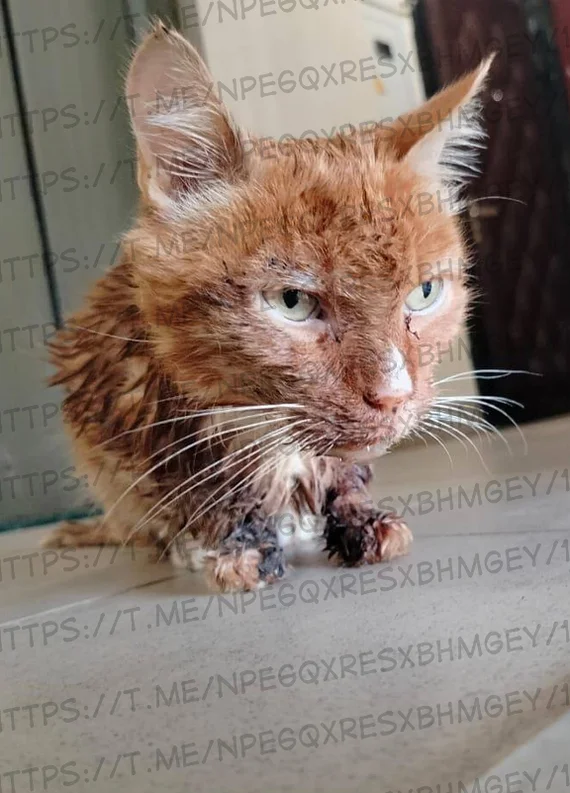 Continuation of the post Urgent post. Kitty dies while owner is alive. Curator needed urgently, Moscow, ZAO - My, No rating, Helping animals, The rescue, Care, Moscow region, Moscow, cat, The strength of the Peekaboo, Kindness, Good league, Longpost, Negative, Volunteering, In good hands, Charity, Video, Vertical video, Reply to post, Veterinary, Cat lovers, Animal Rescue