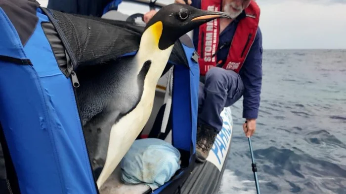 Continuation of the post The Traveling Penguin - Emperor penguins, flightless birds, Penguins, Birds, Wild animals, wildlife, Helping animals, Protection of Nature, Animal Rescue, Release, Reply to post, Telegram (link)