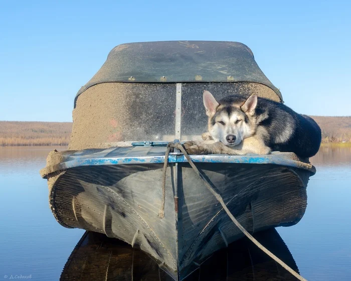 Taiga comrade - Yakutia, Viluy, Dog, Boat, Kazanka