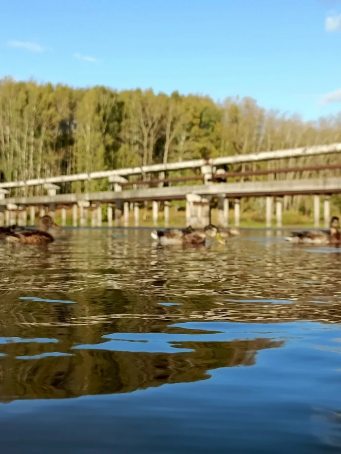 Smooth - My, Duck, The bay, Autumn, Water, Pond