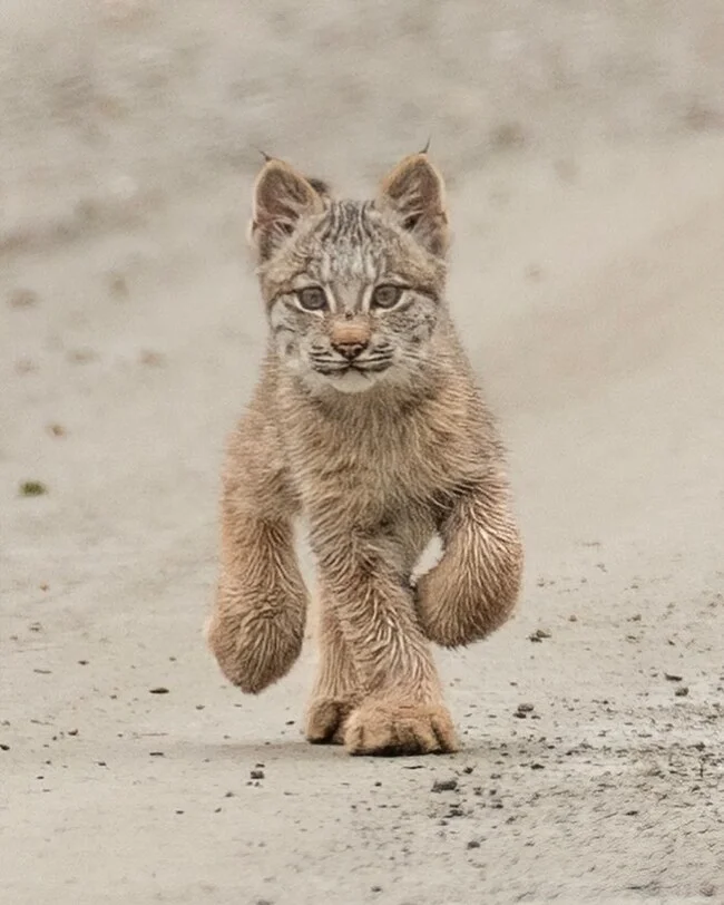 Baby steps - Lynx, Canadian lynx, Lynx, Small cats, Cat family, Predatory animals, Wild animals, wildlife, North America, The photo