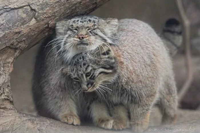 Mom and daughter - Predatory animals, Cat family, Wild animals, Zoo, Pallas' cat, Small cats, The photo, Young