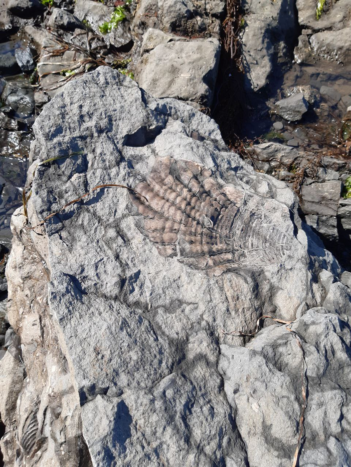 Отпечатки ракушки