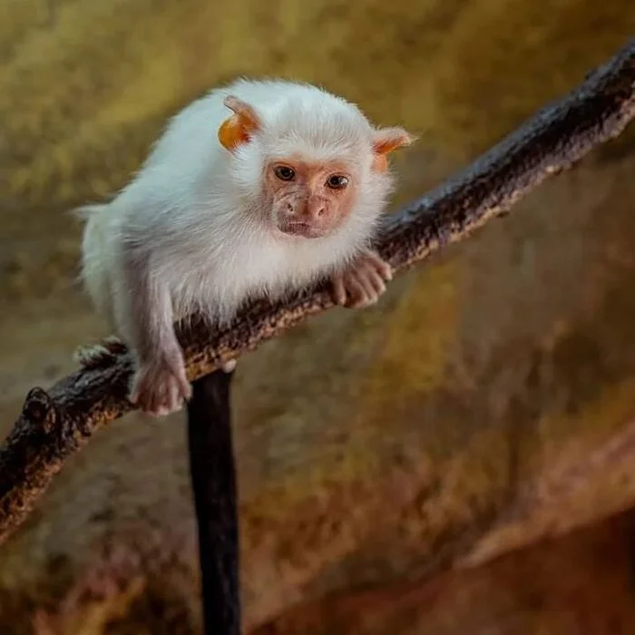 Silver Marmoset - Marmosets, Primates, Wild animals, Zoo, The photo