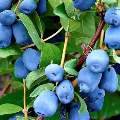 You won't get a honeysuckle harvest, or the berries will be sour. We figure out what shouldn't be planted nearby and which varieties are the tastiest - Juneberry, Garden, Garden, Dacha, Garden beds, Variety, Overview, Summer residents, House, Agronomist, Opinion, Country life, Fruit trees, Telegram (link), Longpost