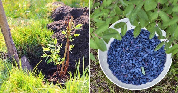 You won't get a honeysuckle harvest, or the berries will be sour. We figure out what shouldn't be planted nearby and which varieties are the tastiest - Juneberry, Garden, Garden, Dacha, Garden beds, Variety, Overview, Summer residents, House, Agronomist, Opinion, Country life, Fruit trees, Telegram (link), Longpost