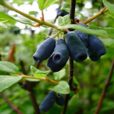 You won't get a honeysuckle harvest, or the berries will be sour. We figure out what shouldn't be planted nearby and which varieties are the tastiest - Juneberry, Garden, Garden, Dacha, Garden beds, Variety, Overview, Summer residents, House, Agronomist, Opinion, Country life, Fruit trees, Telegram (link), Longpost