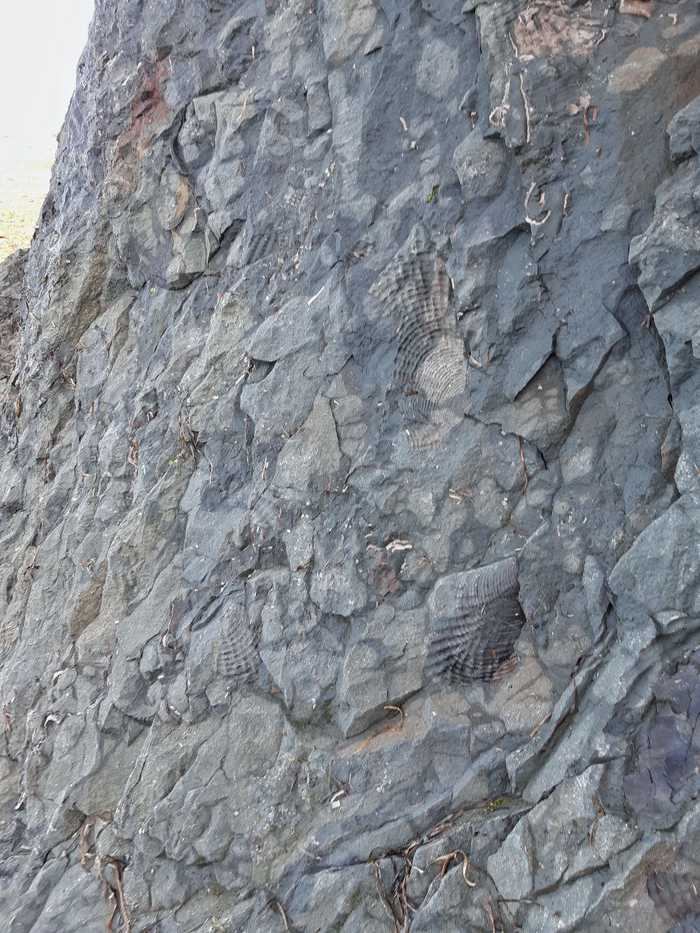 Отпечатки ракушек