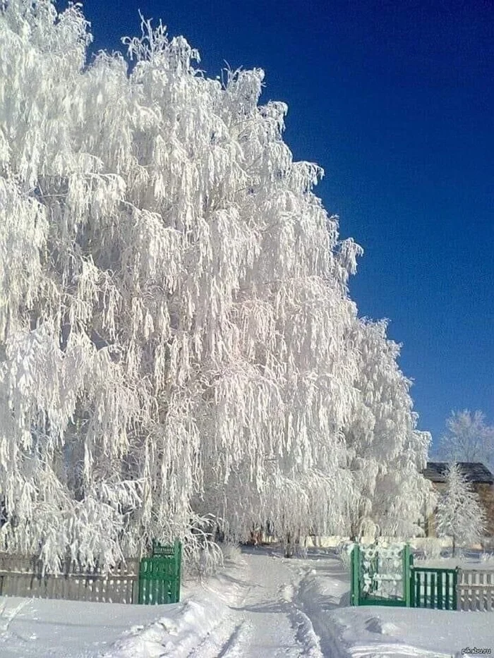 Wow! What a beauty - The photo, Winter, Snow, Tree