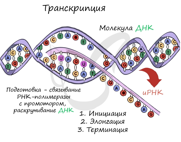 Картинка транскрипции.