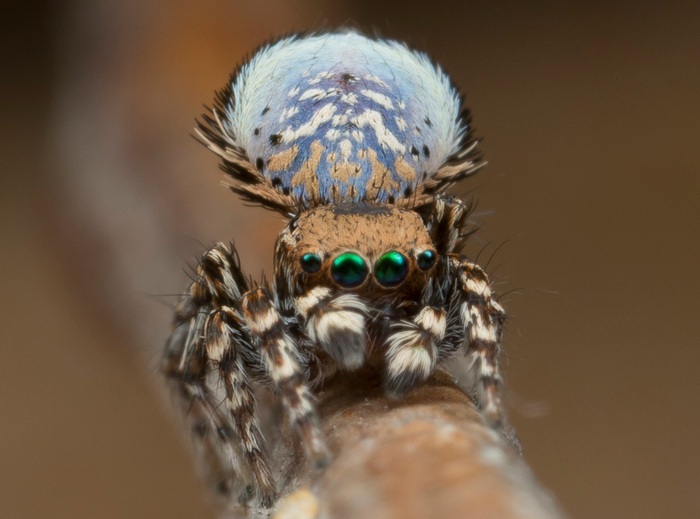 Maratus nimbus, "небесный". Обычно пауки-павлинчики похожи на Киркорова - носят кричаще яркие, провакационные цвета и узоры, но этот восьминожек скромно пользуются мягкими пастельными тонами и романтичными облачными пейзажами.
