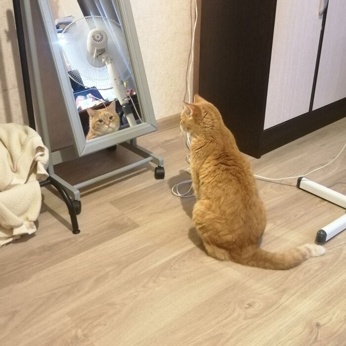 Если кот сидит к вам спиной, это не значит что он за вами не наблюдает...