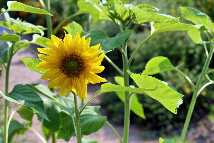 Sunflower - My, The photo, July, Sunflower, Flowers