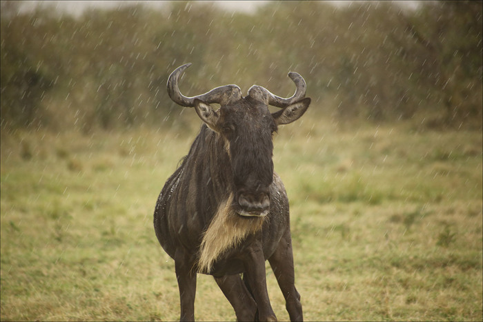 Единичный гну, мой любимый портрет из поездки. Как и почти все травоядные, смотрит по бокам, поэтому такое немного неуклюжее выражение лица.